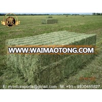 PREMIUM QUALITY ALFALFA HAY IN BALES (PROTEIN - 23%)